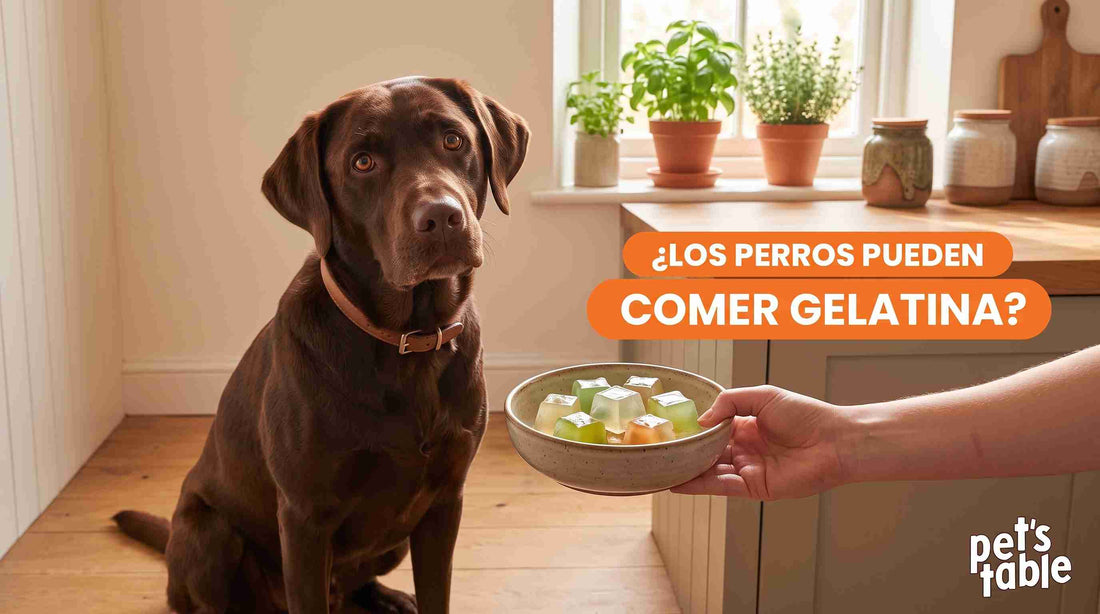 ¿Los perros pueden comer gelatina? Beneficios y precauciones - Pet's Table