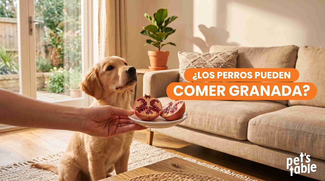 ¿Los perros pueden comer granada roja?: Beneficios y precauciones - Pet's Table