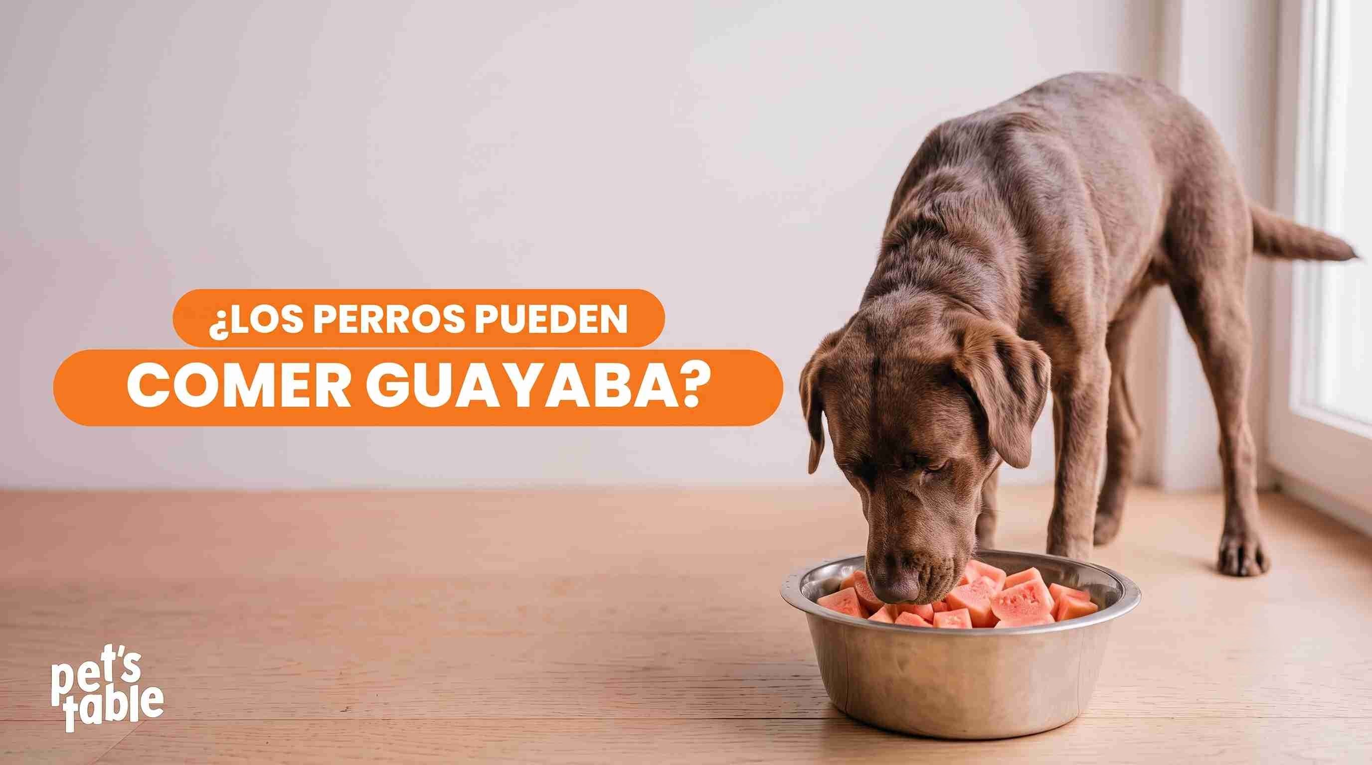 ¿Pueden comer guayaba los perros? El snack tropical perfecto para ellos - Pet's Table