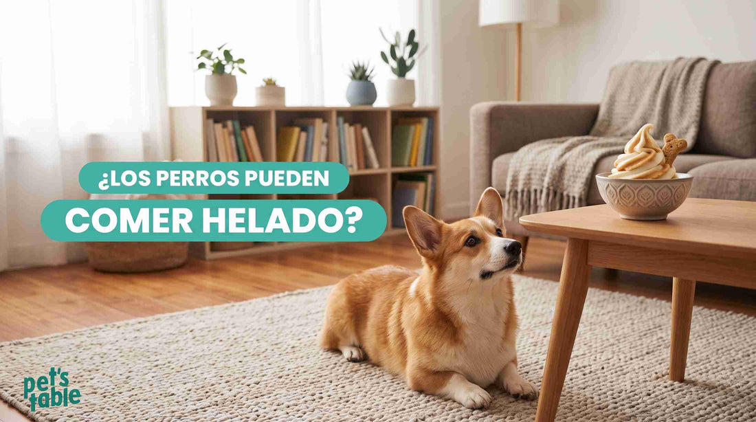 ¿Los perros pueden comer helado? Beneficios y riesgos - Pet's Table