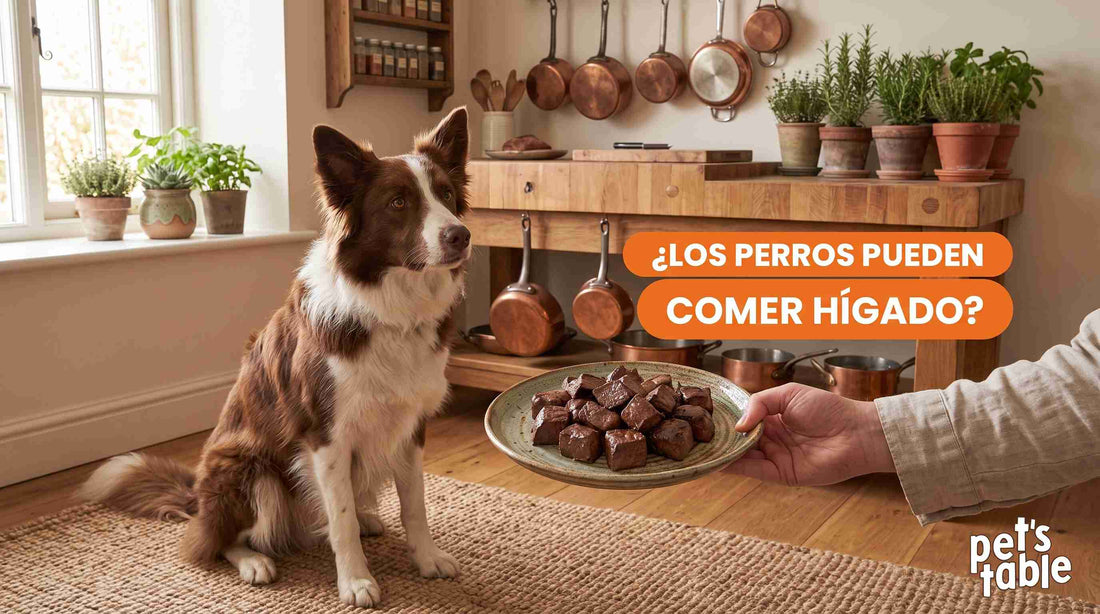 ¿Los perros pueden comer hígado? Descubre todo los beneficios y riesgos que tiene este alimento - Pet's Table