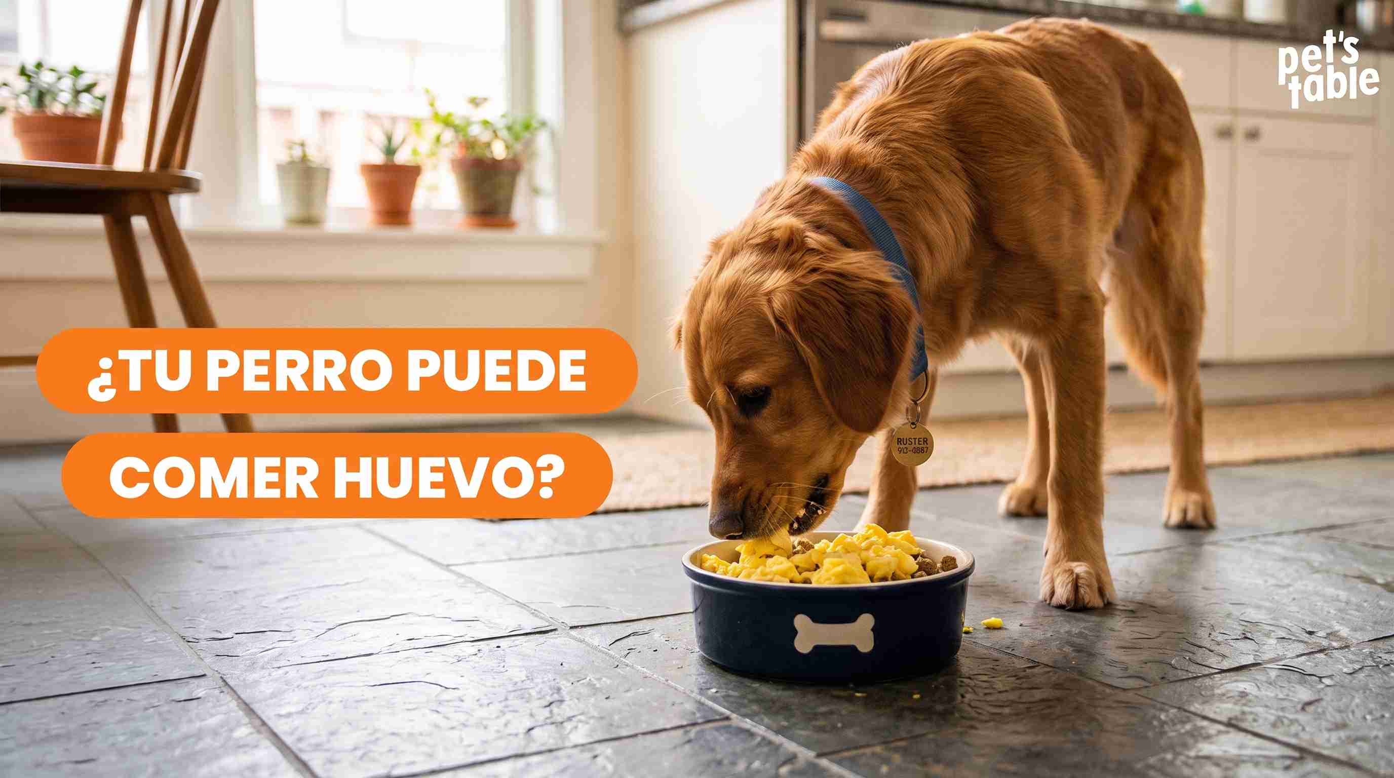 ¿Un perro puede comer huevo crudo? Aquí Conocerás la Respuesta- Pet's Table