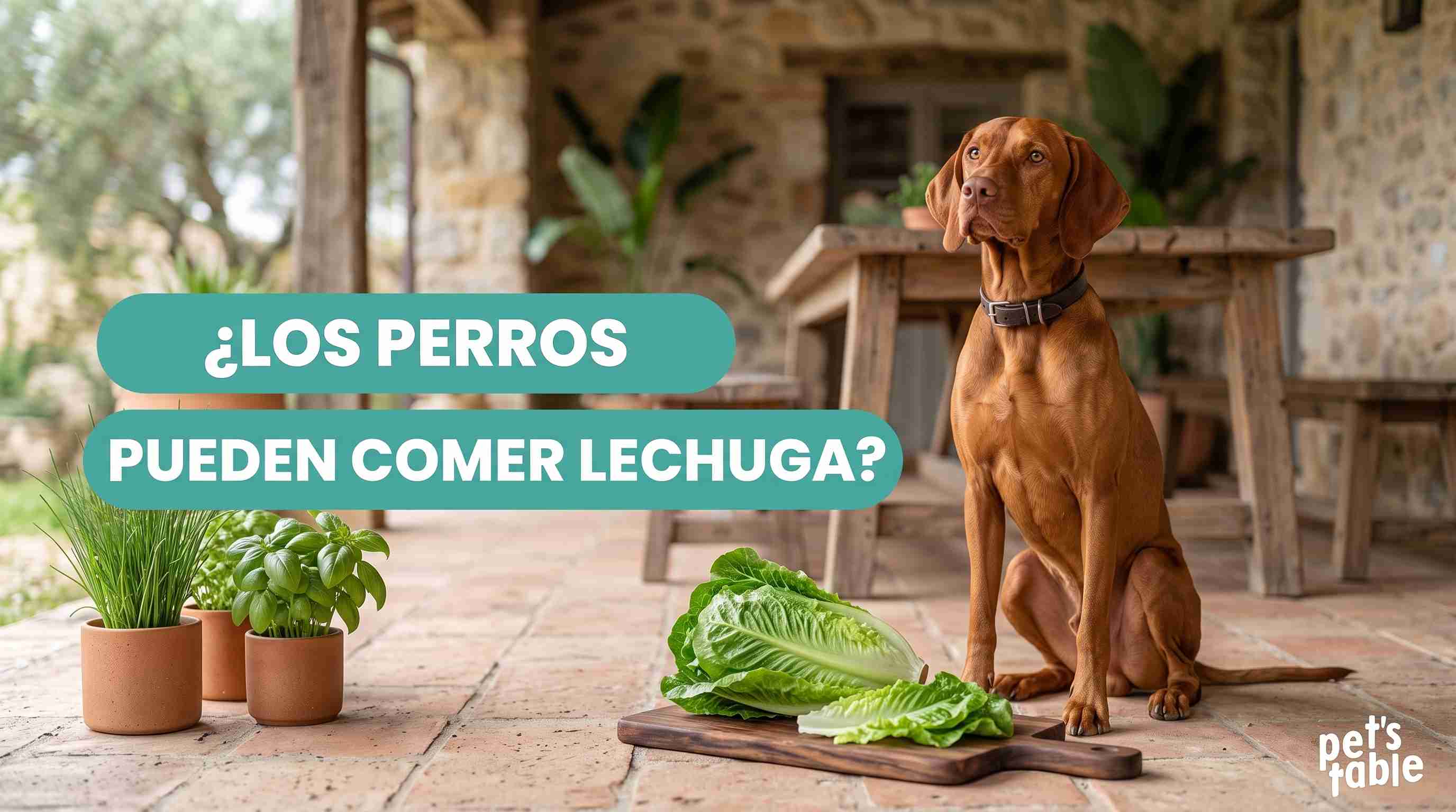 ¿Los perros pueden comer lechuga? Descubre todo acerca de este alimento para tu peludito - Pet's Table