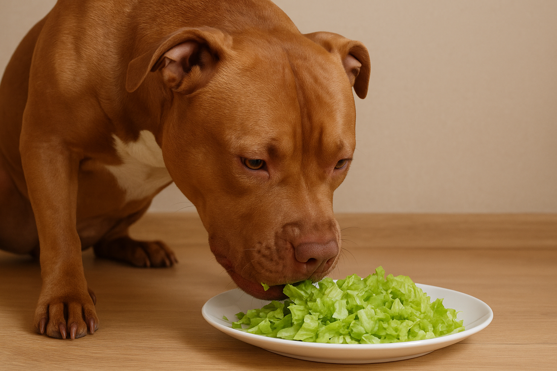 ¿Los perros pueden comer lechuga? Descubre todo acerca de este alimento para tu peludito - Pet's Table