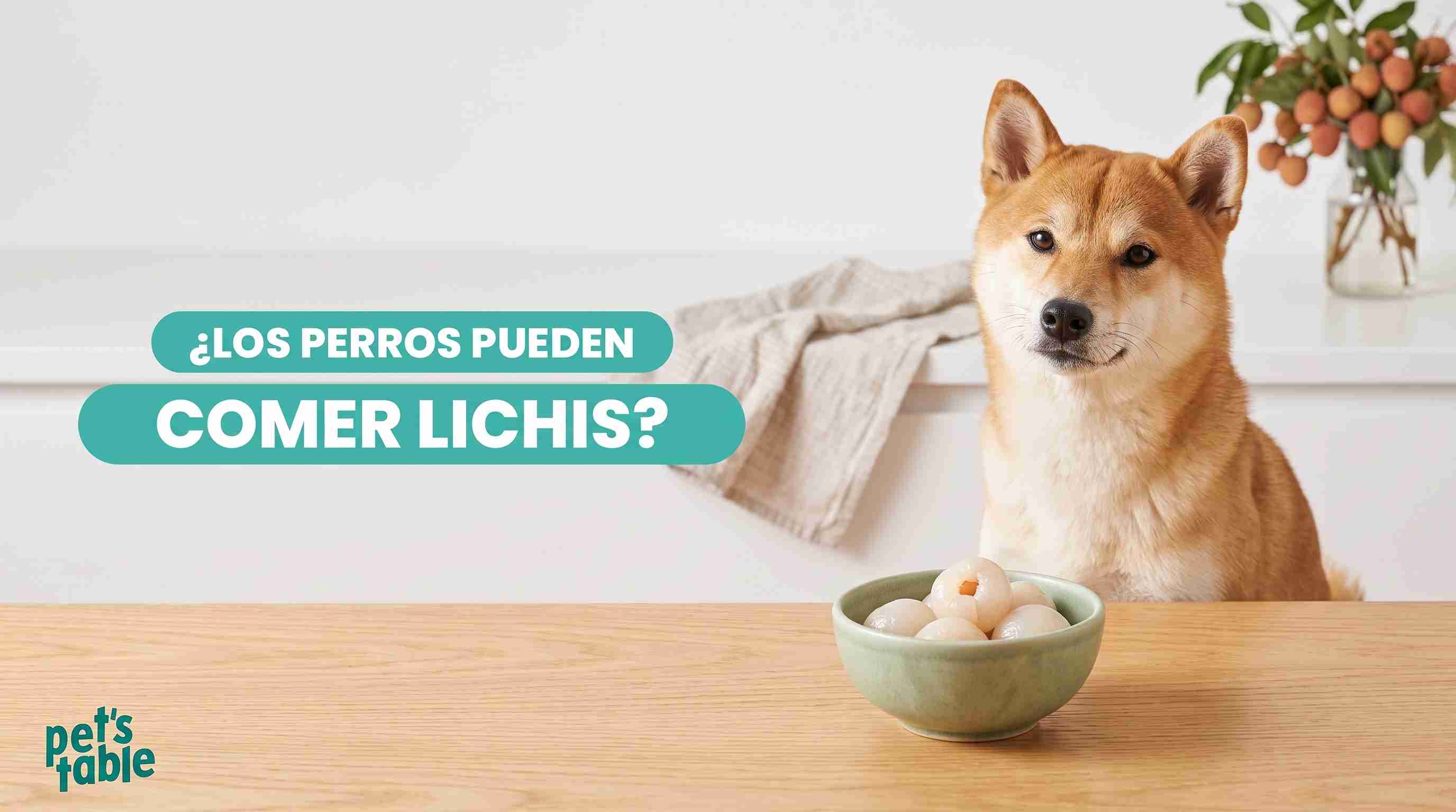 ¿Los perros pueden comer lichis? Beneficios y precauciones - Pet's Table