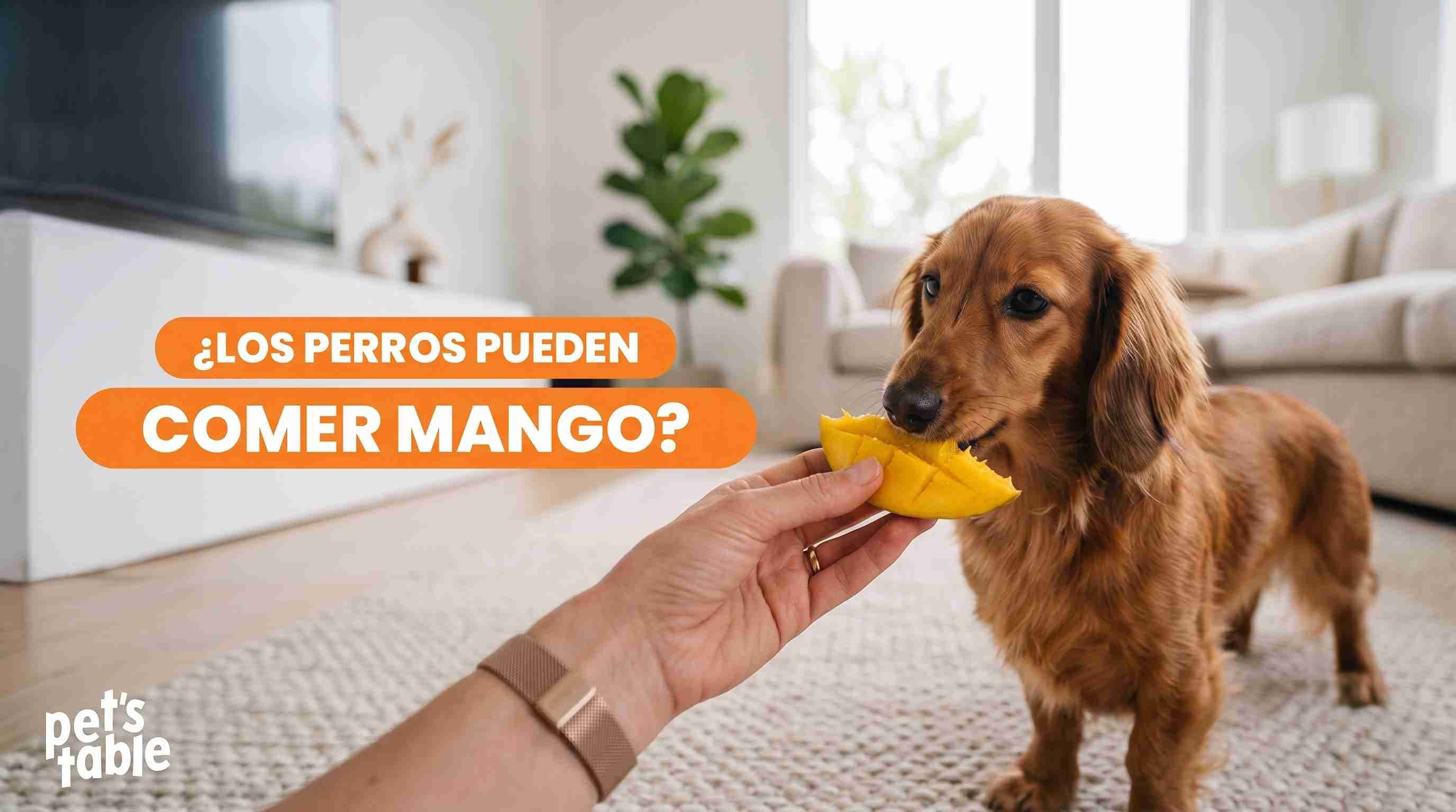 ¿El mango es seguro para los perros? Descubre los beneficios y precauciones - Pet's Table