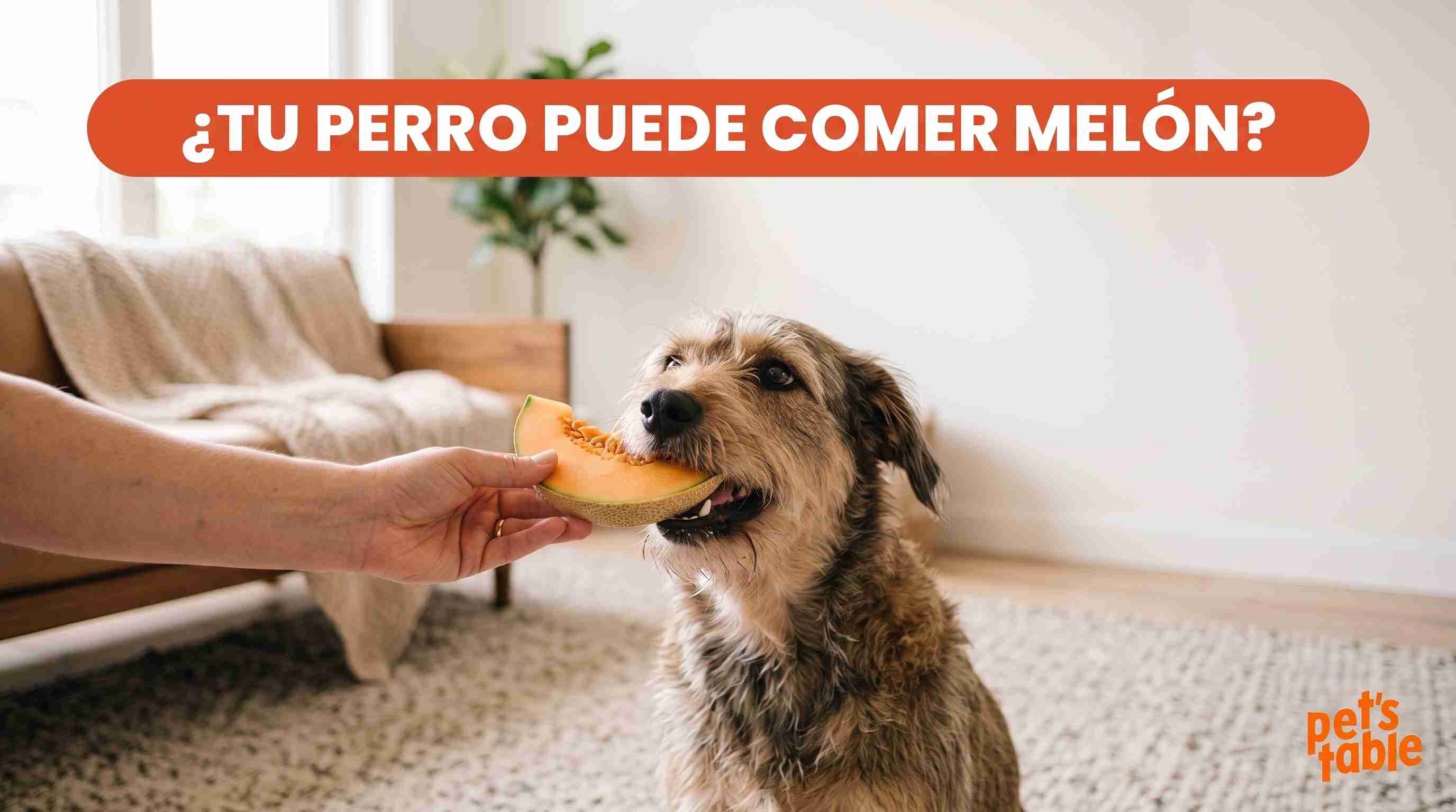 Melón para perros: Beneficios y precauciones - Pet´s Table