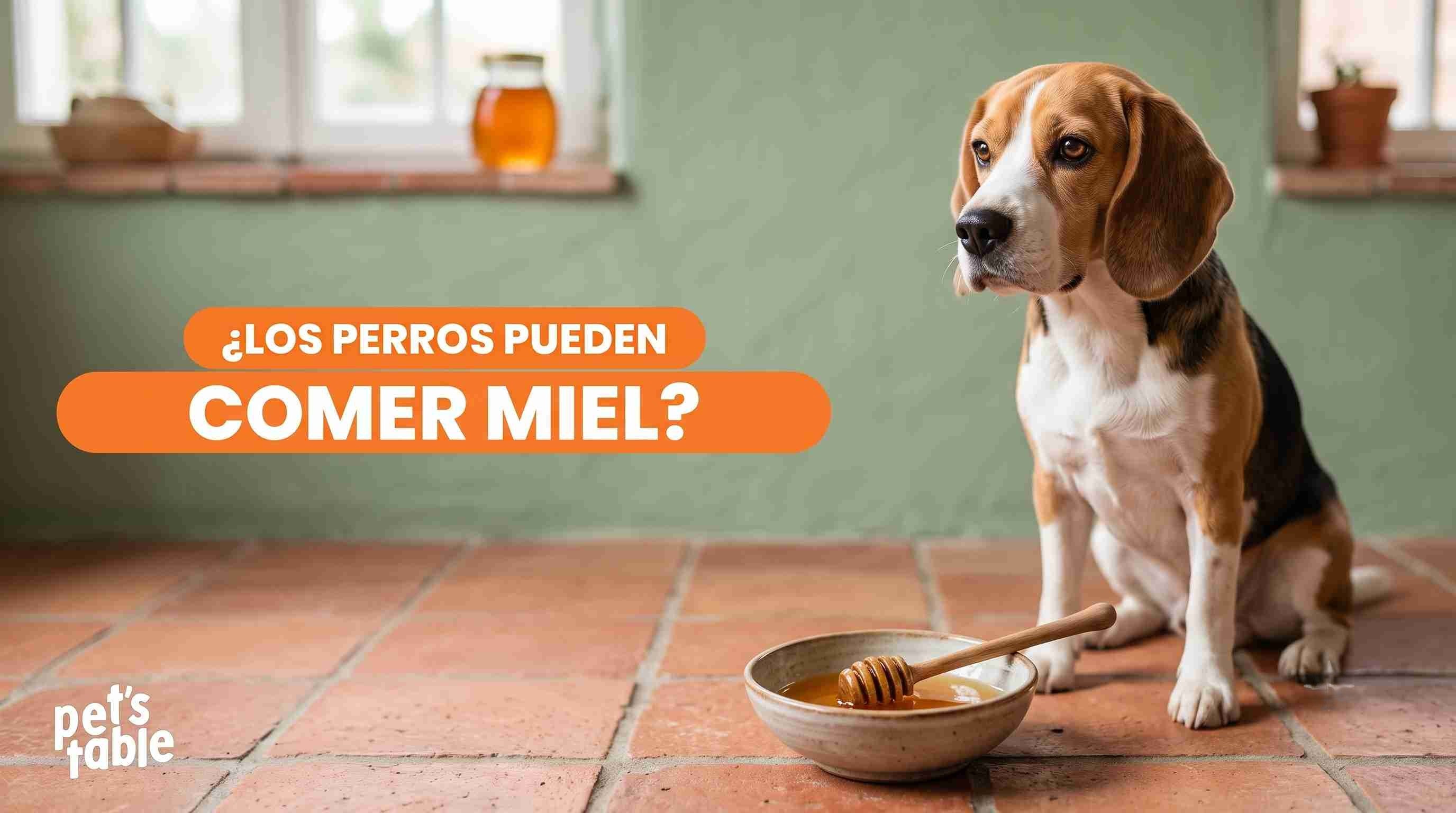 ¿Mi perro puede comer miel de abeja? Descubre los beneficios y algunas precauciones para tu peludo - Pet's Table