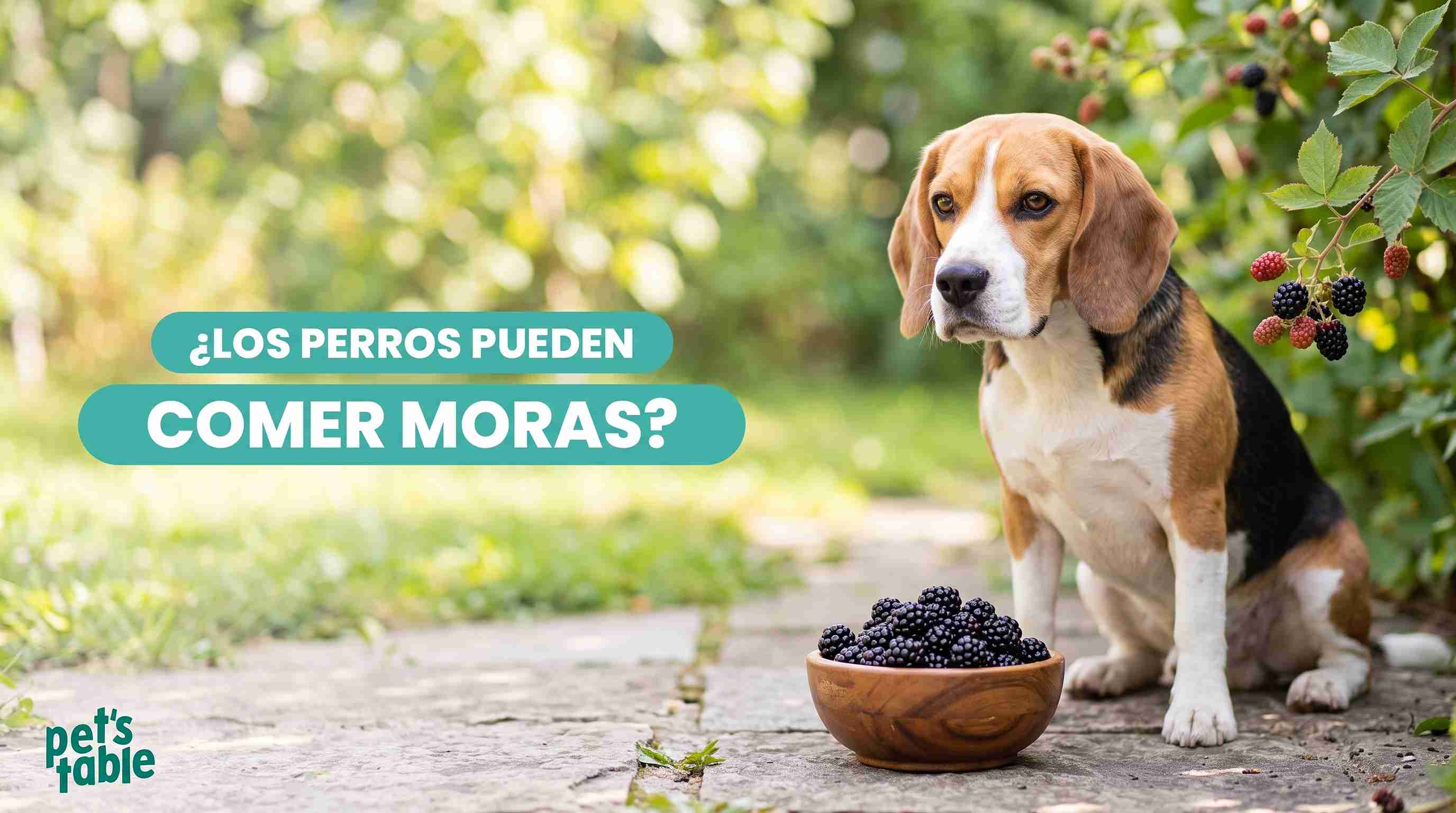 ¿Los perros pueden comer moras? Descubre sus beneficios, las porciones recomendadas y sus posibles riesgos - Pet's Table