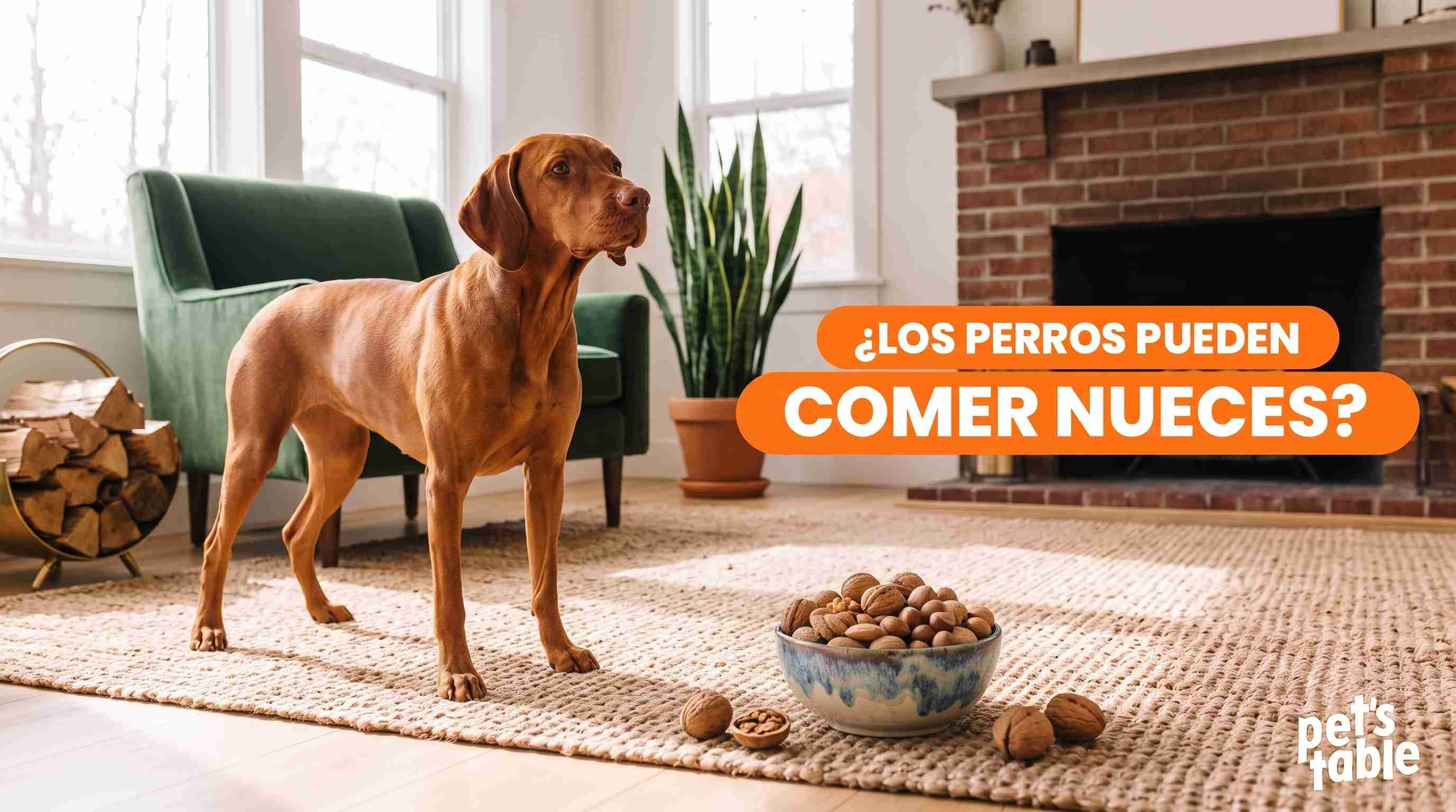 ¿Los perros pueden comer nueces? Descubre sus beneficios, sus riesgos y las formas seguras en que se pueden brindar - Pet's Table