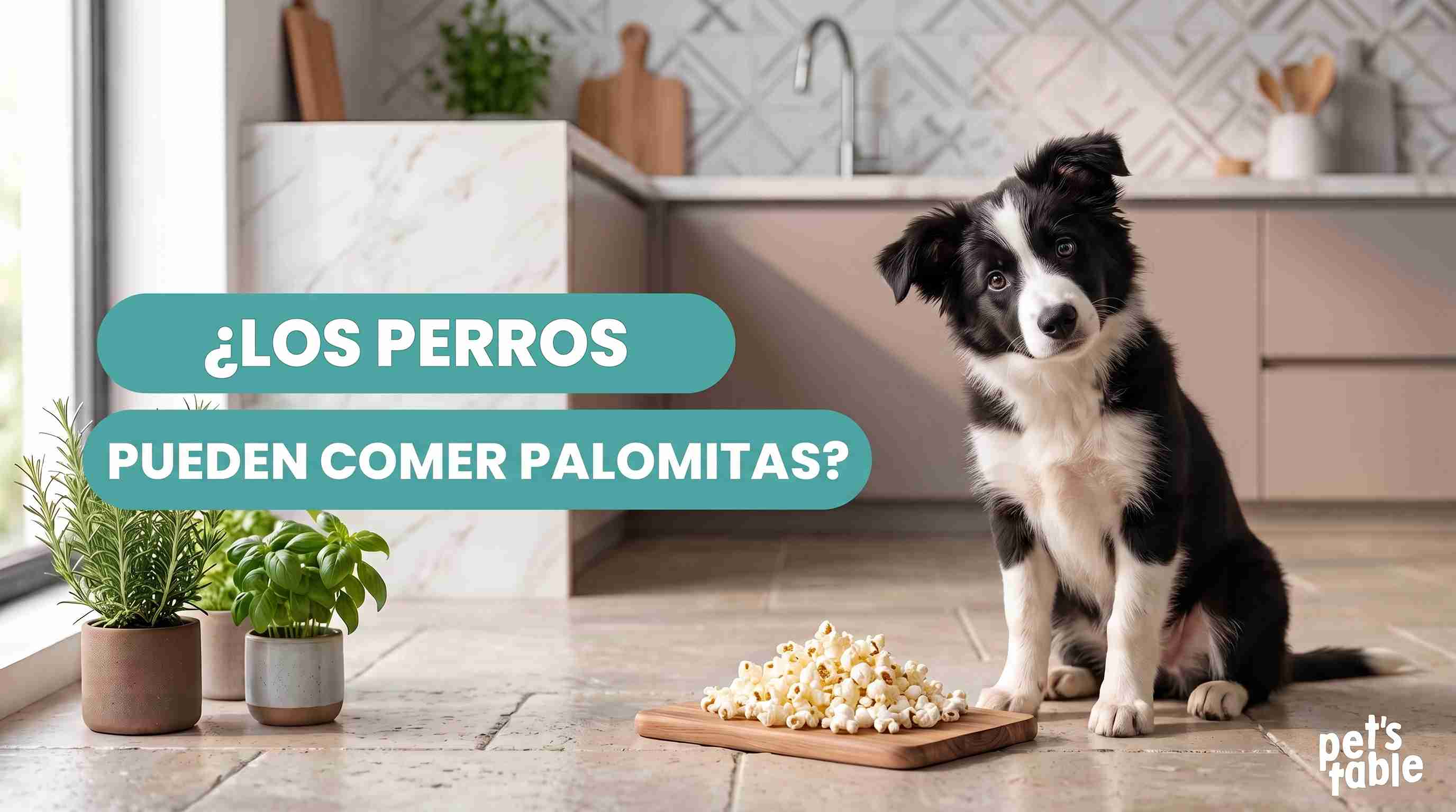 ¿Pueden comer palomitas los perros? Conoce sus riesgos y sus beneficios - Pet's Table