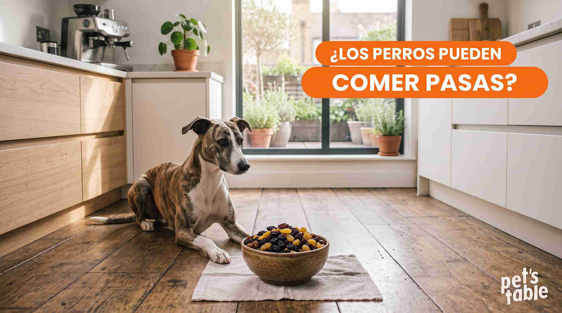 ¿Los perros pueden comer pasas de uva? Beneficios, riesgos y alternativas para tu peludito - Pet's Table