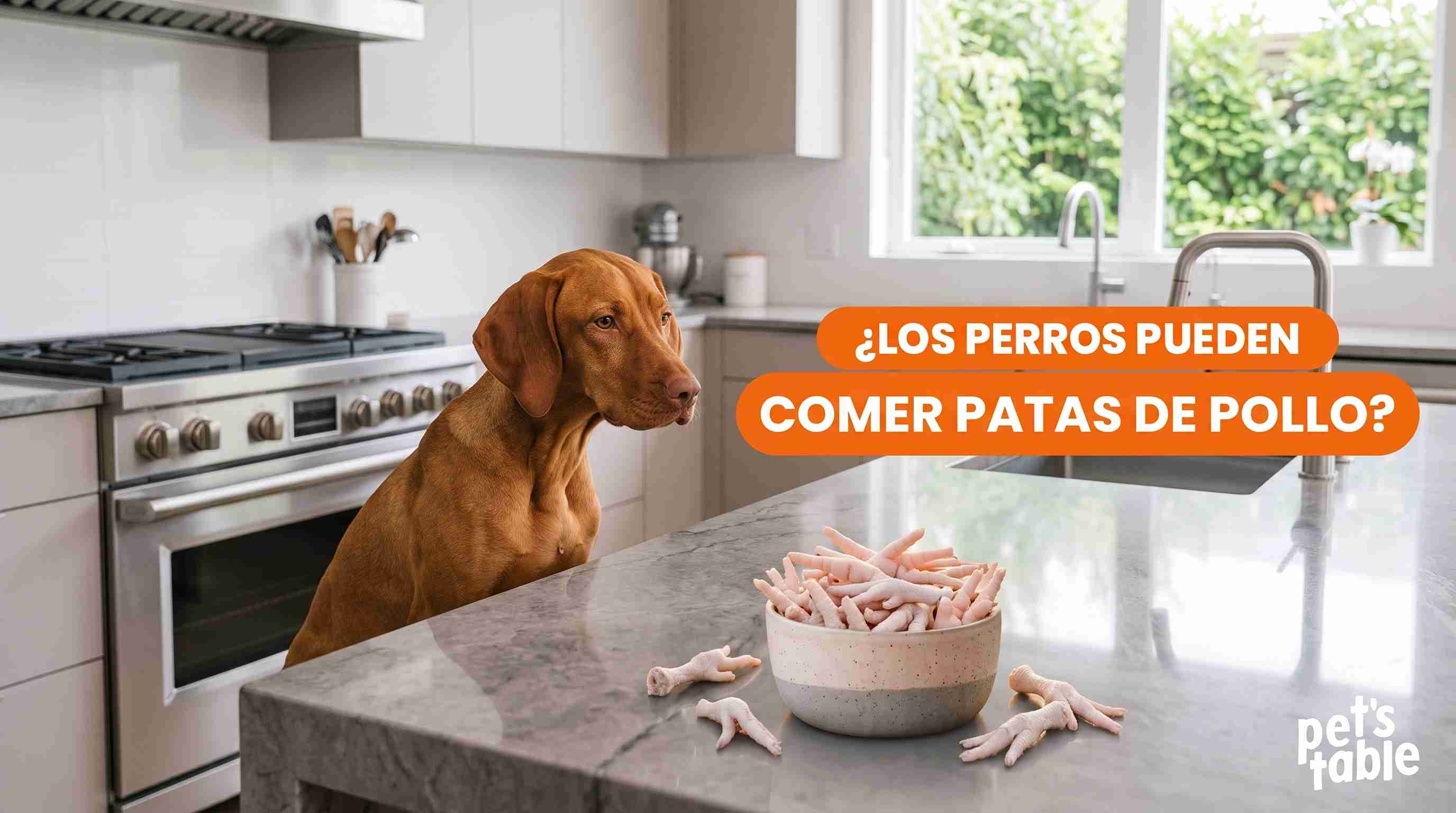 ¿Los perros pueden comer patas de pollo? Beneficios y riesgos - Pet's Table
