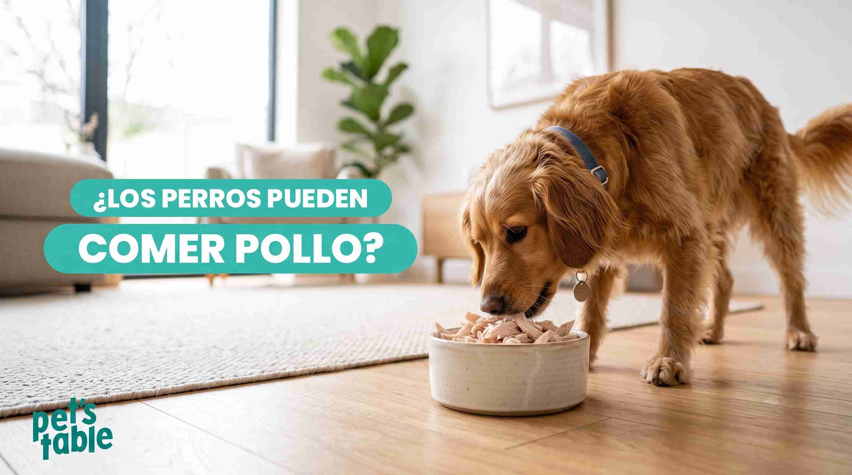 ¿Los perros pueden comer pollo? Descubre lo fácil de preparar y los beneficios esenciales para la salud de tu perrito - Pet's Table