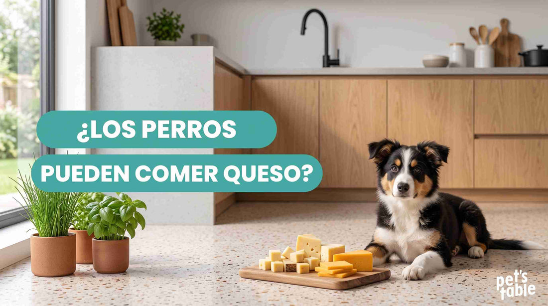¿Los perros pueden comer queso? Conoce sus riesgos y beneficios - Pet's Table