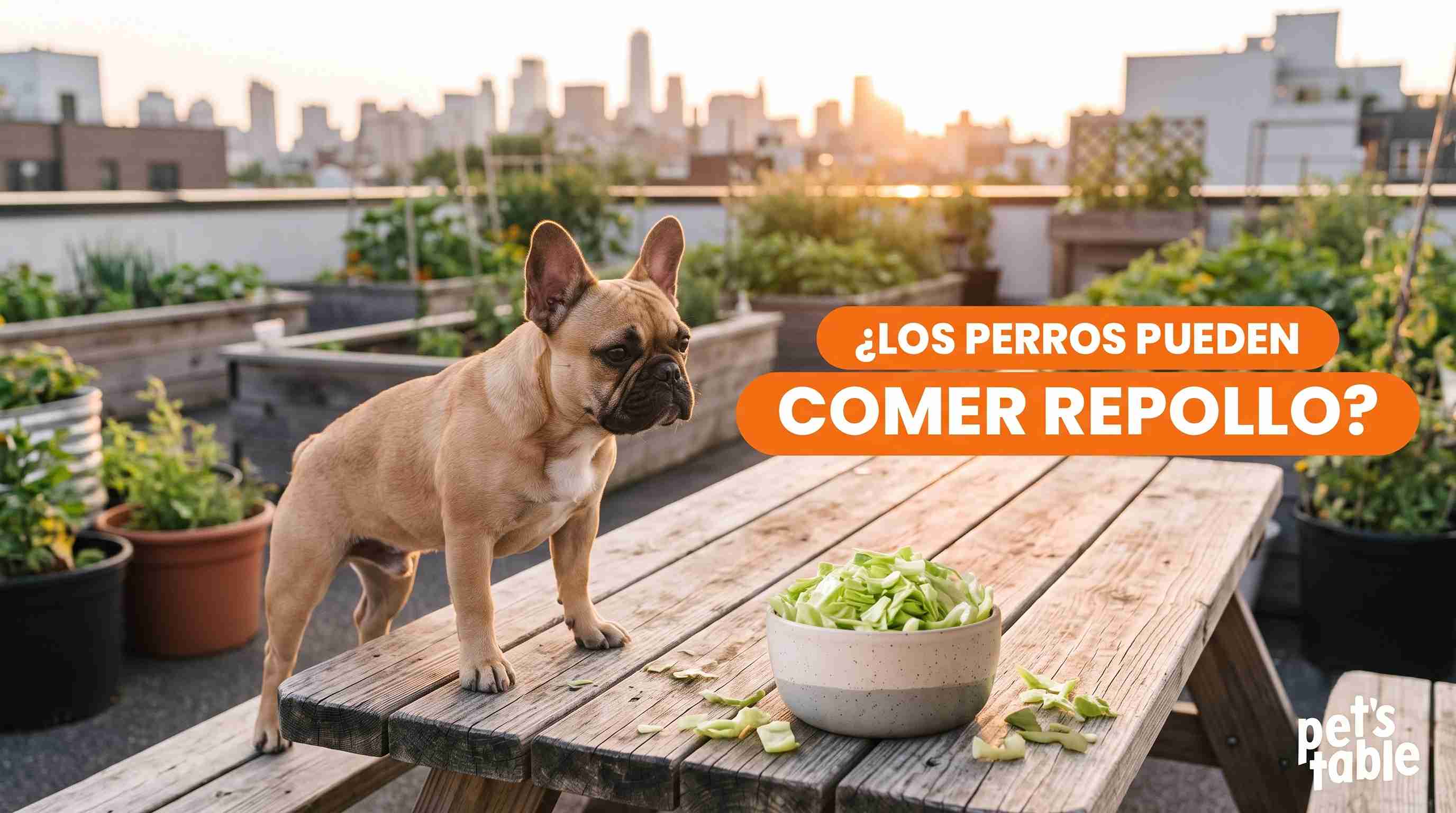 ¿Los perros pueden comer repollo blanco? Todo lo que necesitas saber sobre este vegetal en tu peludito - Pet's Table