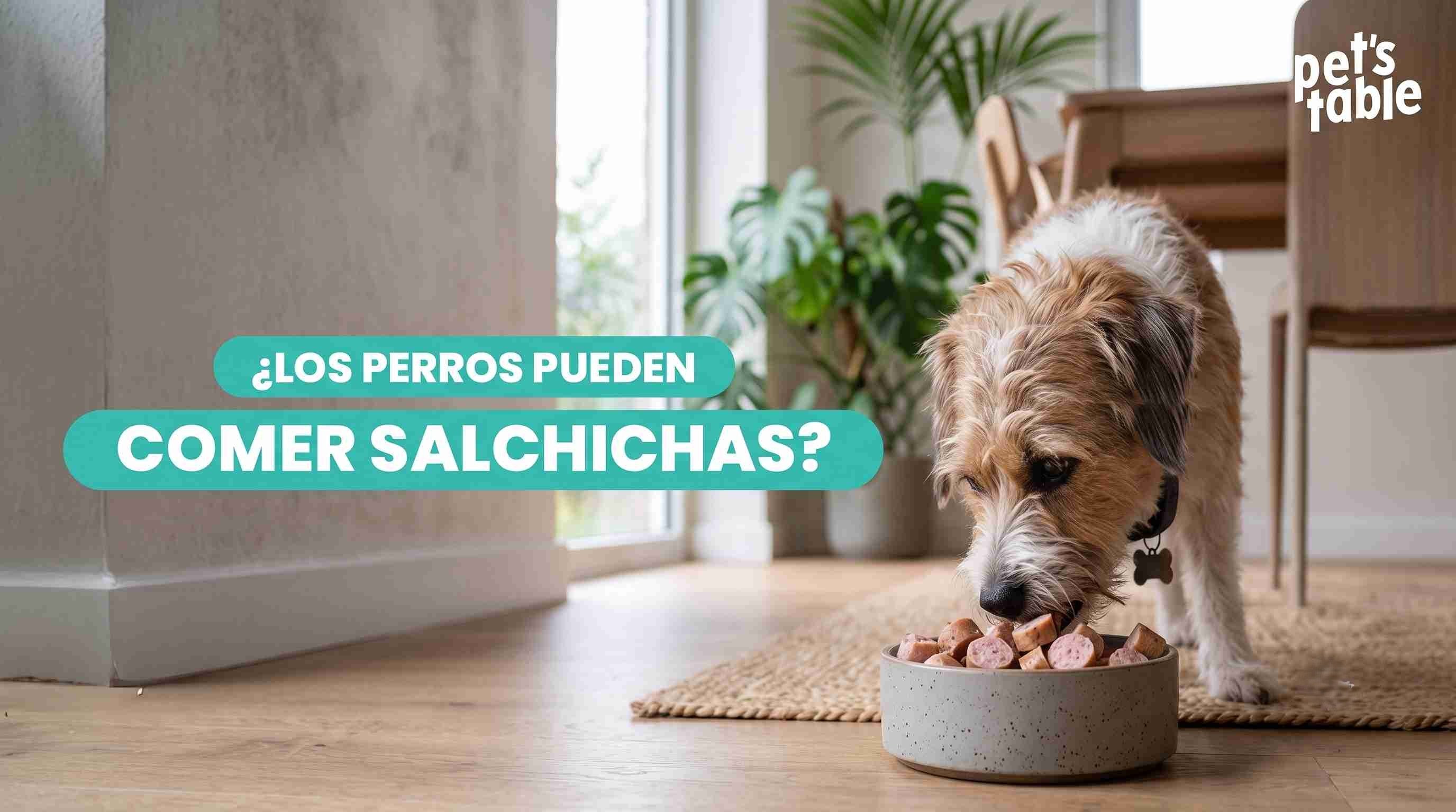 ¿Es buena la salchicha para los perros? Todo lo que debes saber - Pet's Table