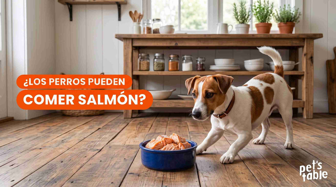 ¿Los perros pueden comer salmón? Descubre sus beneficios y los riesgos que puede tener para los perritos - Pet's Table