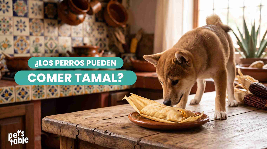 ¿Pueden los perros comer tamal? Descubre sus riesgos y sus prevenciones - Pet's Table