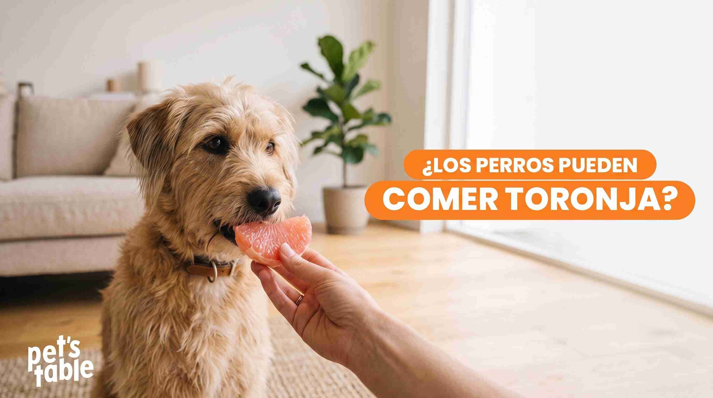Descubre si los perros pueden comer toronja de forma segura y sin riesgos - Pet's Table