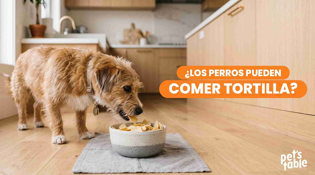 ¿Los perros pueden comer tortilla? Descubre sus beneficios y riesgos - Pet's Table