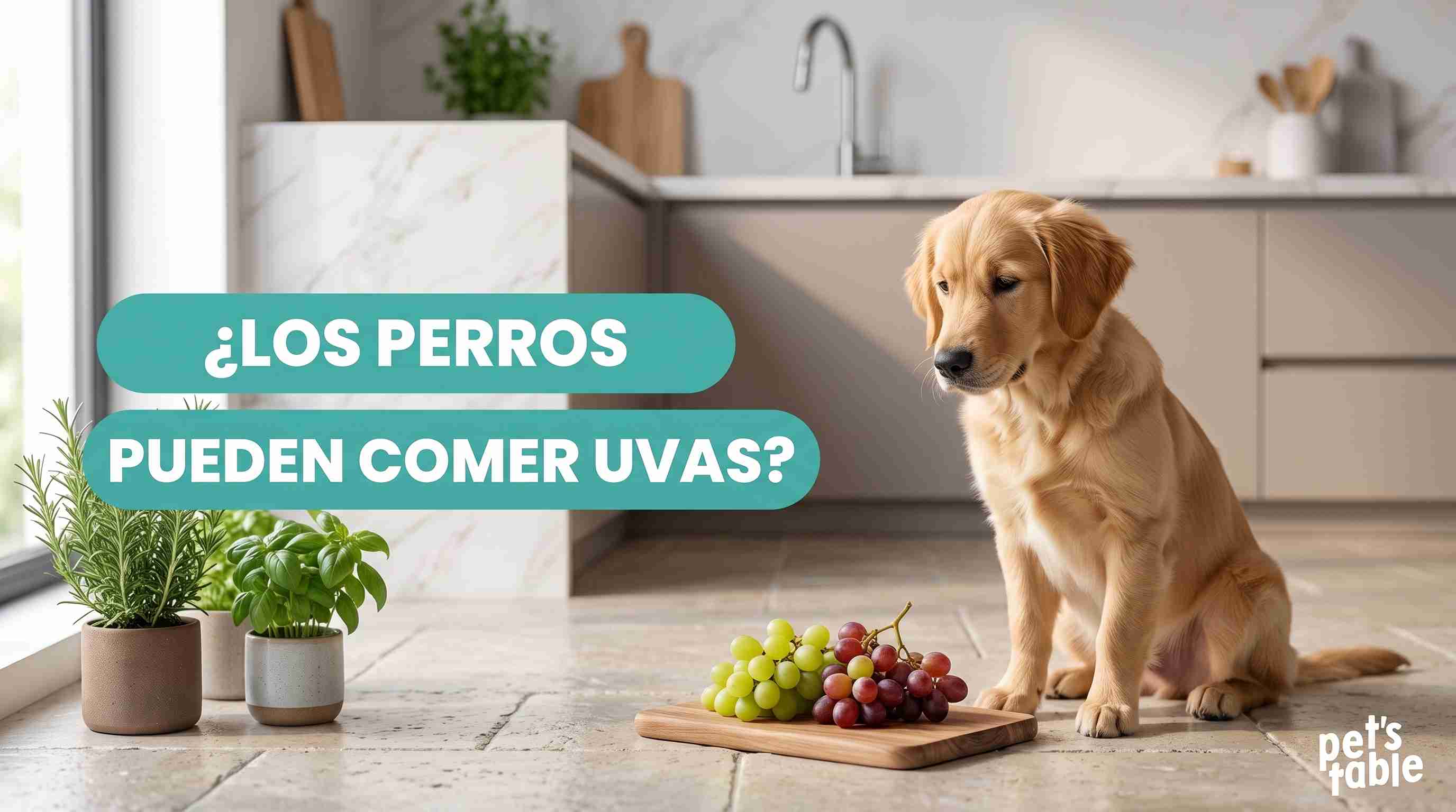 ¿Pueden los perros comer uvas? Descubre la verdad detrás de muchos mitos sobre esta fruta y los perritos - Pet's Table