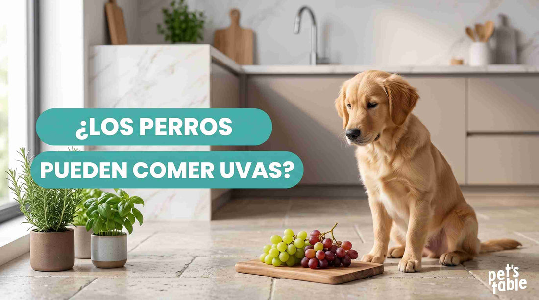 ¿Pueden los perros comer uvas? Descubre la verdad detrás de muchos mitos sobre esta fruta y los perritos - Pet's Table