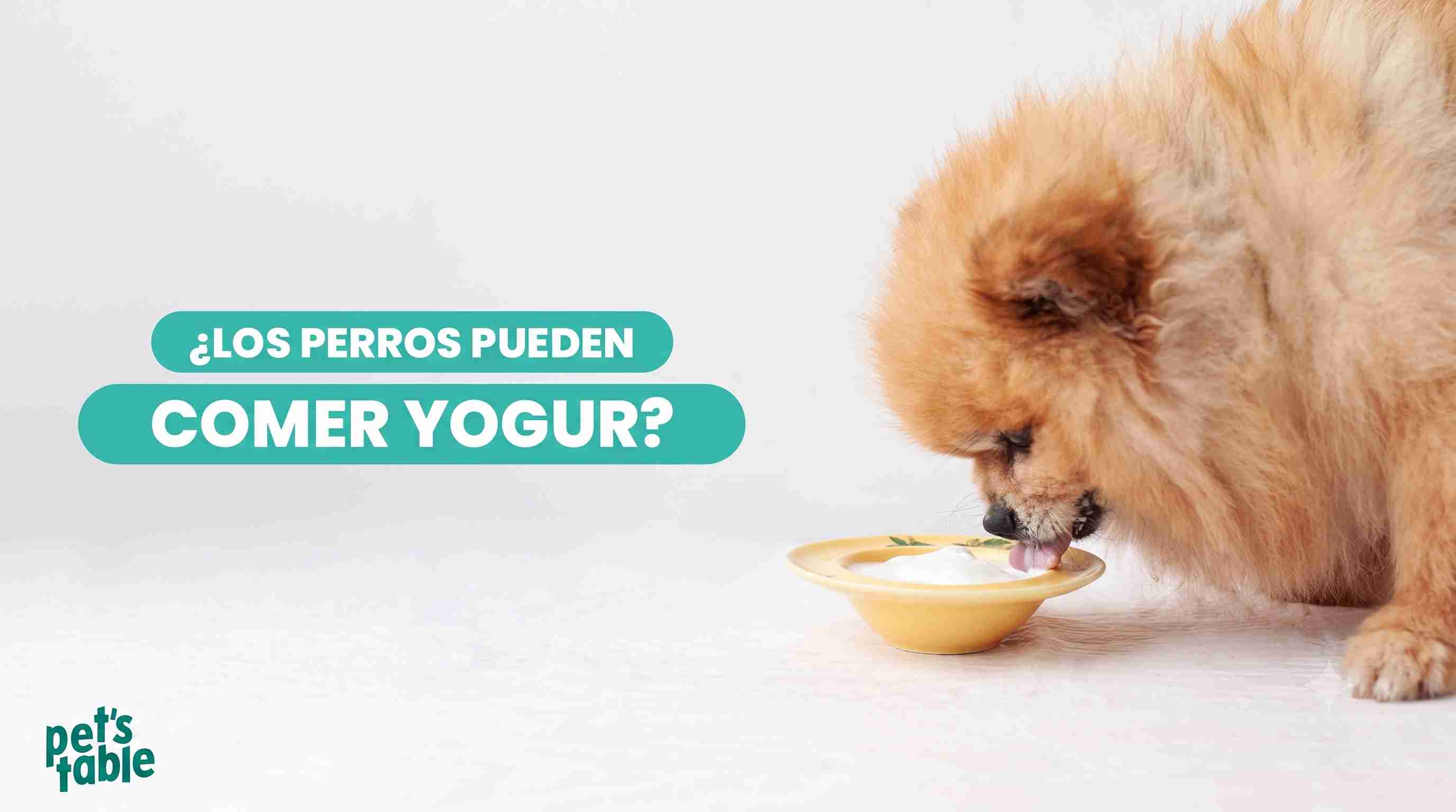 ¿Pueden comer yogur los perros? Aquí te contamos todo lo que debes saber sobre este alimento para tu perro - Pet's Table