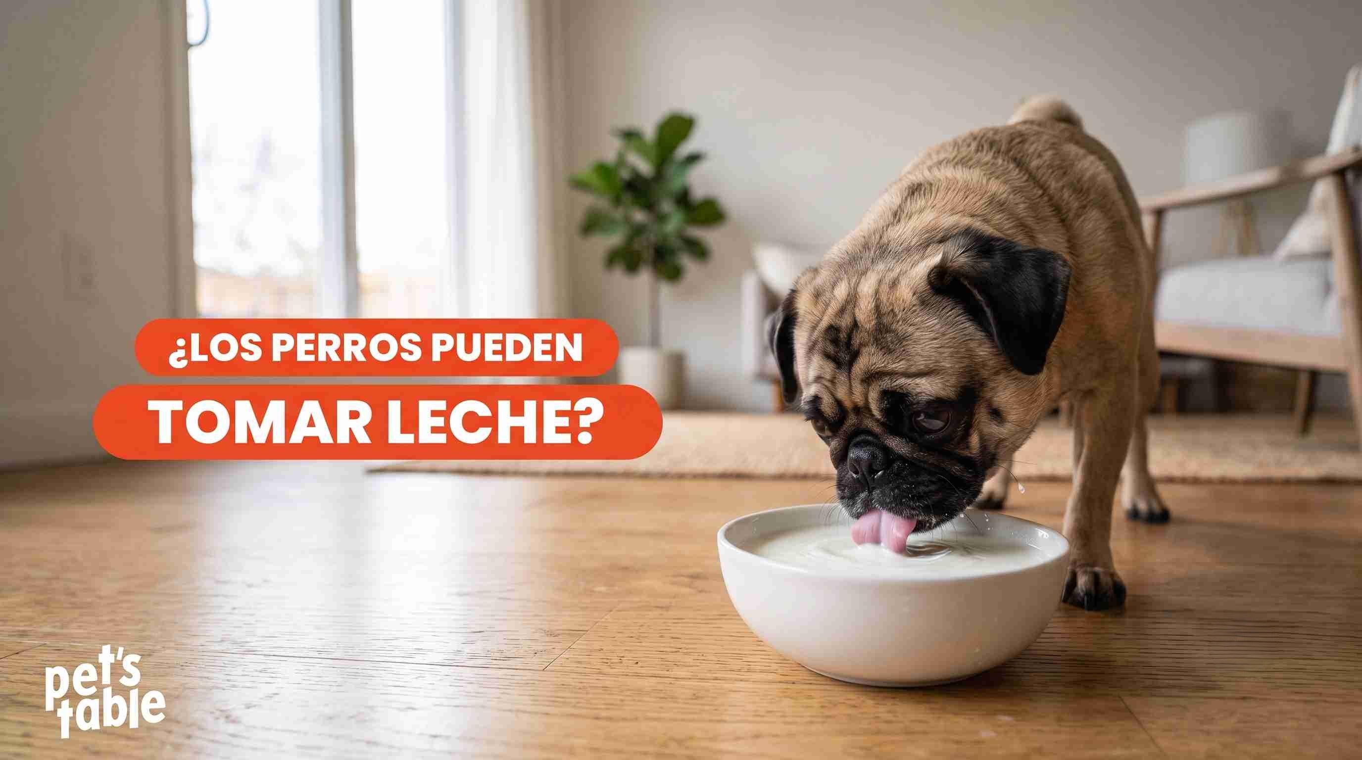 ¿Los perros pueden tomar leche? Descubre los beneficios y riesgos de esta bebida en tu peludito - Pet's Table