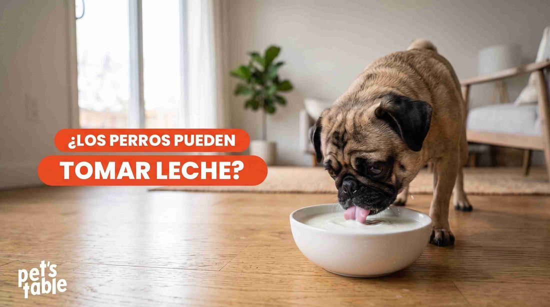 ¿Los perros pueden tomar leche? Descubre los beneficios y riesgos de esta bebida en tu peludito - Pet's Table