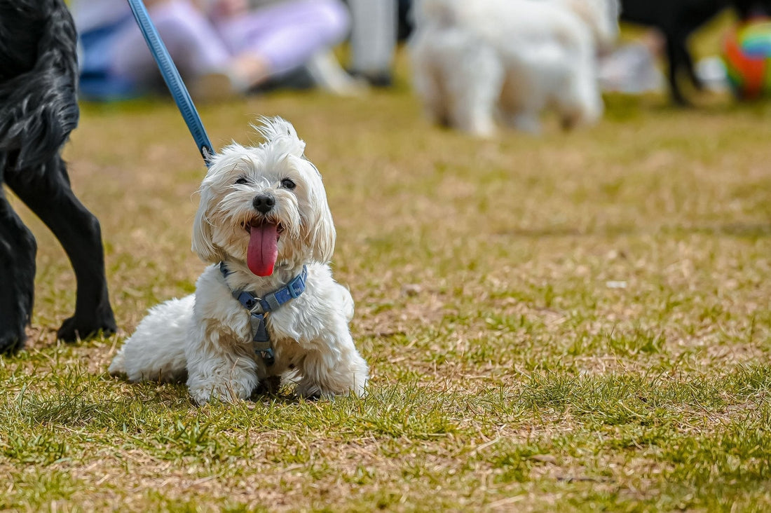 Perro Maltés, conoce el orígen, los cuidados y todo acerca de de una raza milenaria - Pet's Table