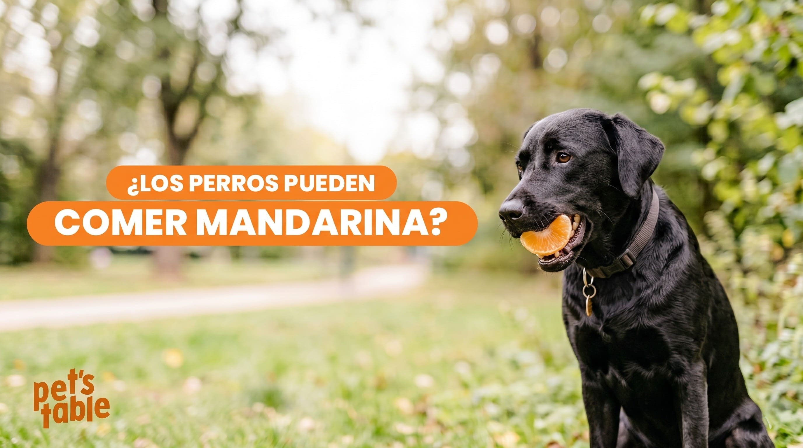 ¿Los perros pueden comer mandarina? Descubre sus beneficios y sus riesgos - Pet's Table