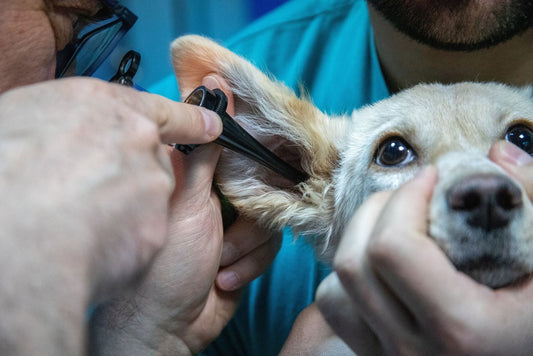 Adiós a las alergias caninas: tratamientos efectivos y naturales - Pets Table