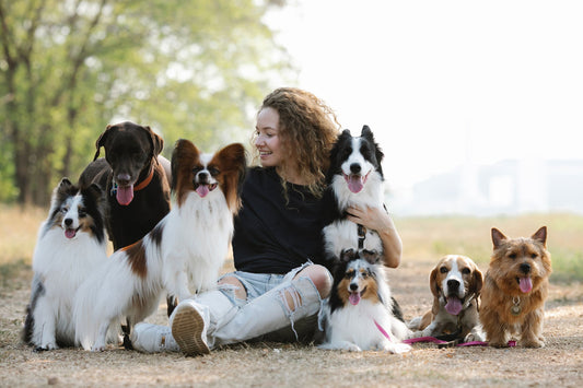 Conoce las razas de perros más inteligentes y aprende cómo entrenarlas - Pets Table