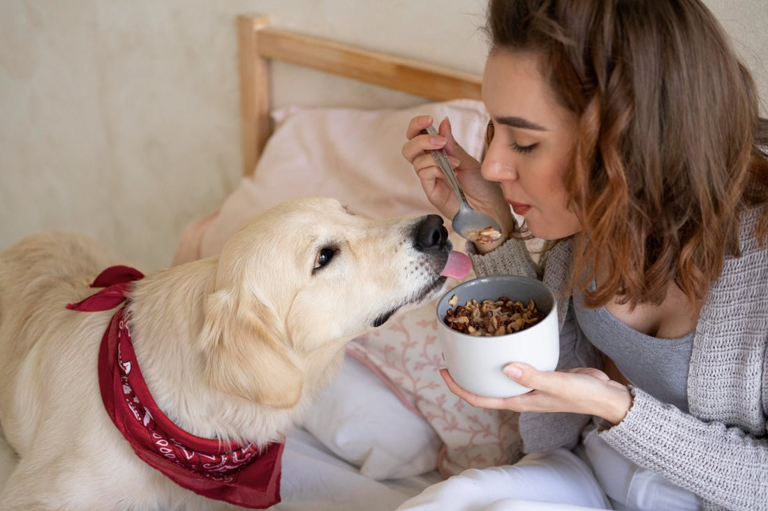 Pasta para peludos: ¿Es Segura y Saludable? - Pets Table