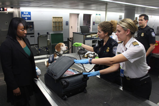 Perros detectores: más allá de las drogas y enfermedades - Pets Table