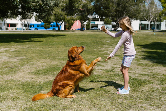 ¿Buscas un perro para tus hijos? Descubre las razas más amigables y seguras - Pets Table