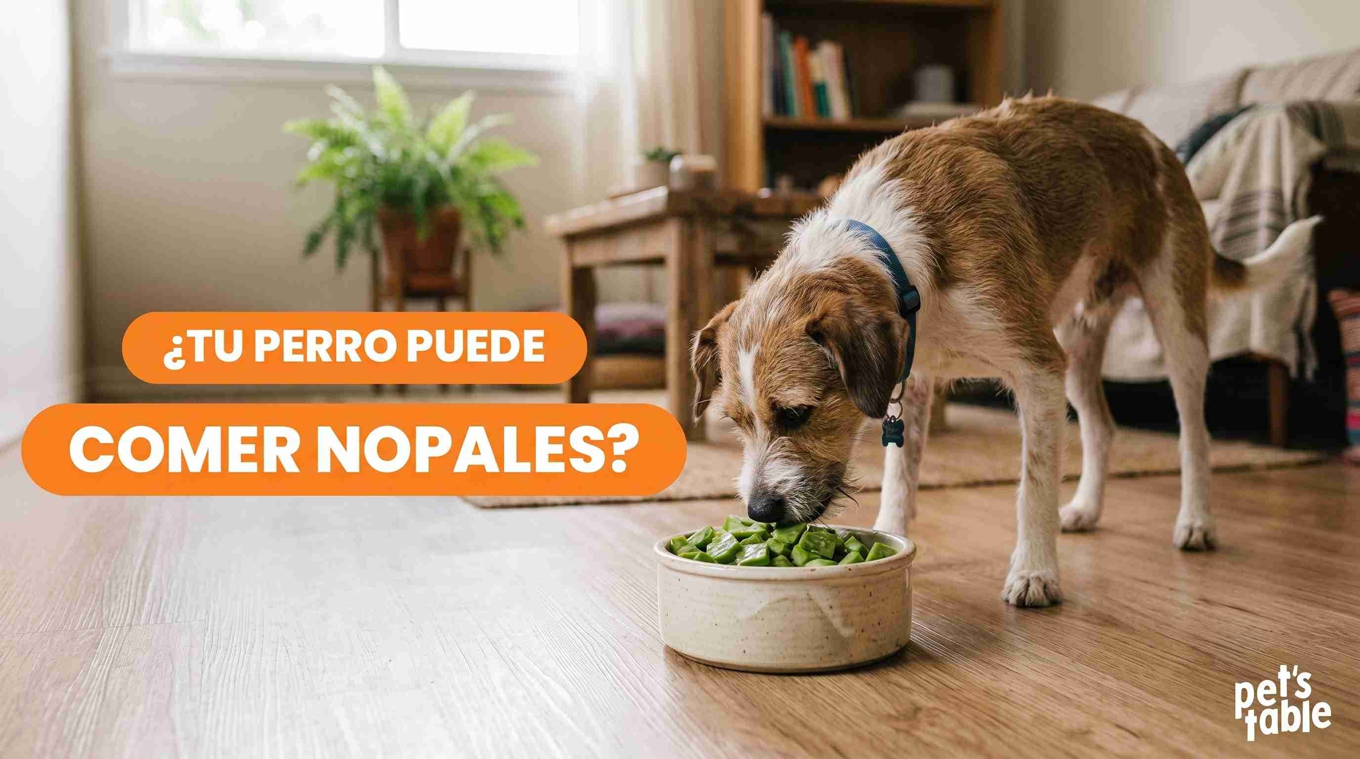 ¿Los perros pueden comer nopales? Beneficios y preparación adecuada - Pet's Table