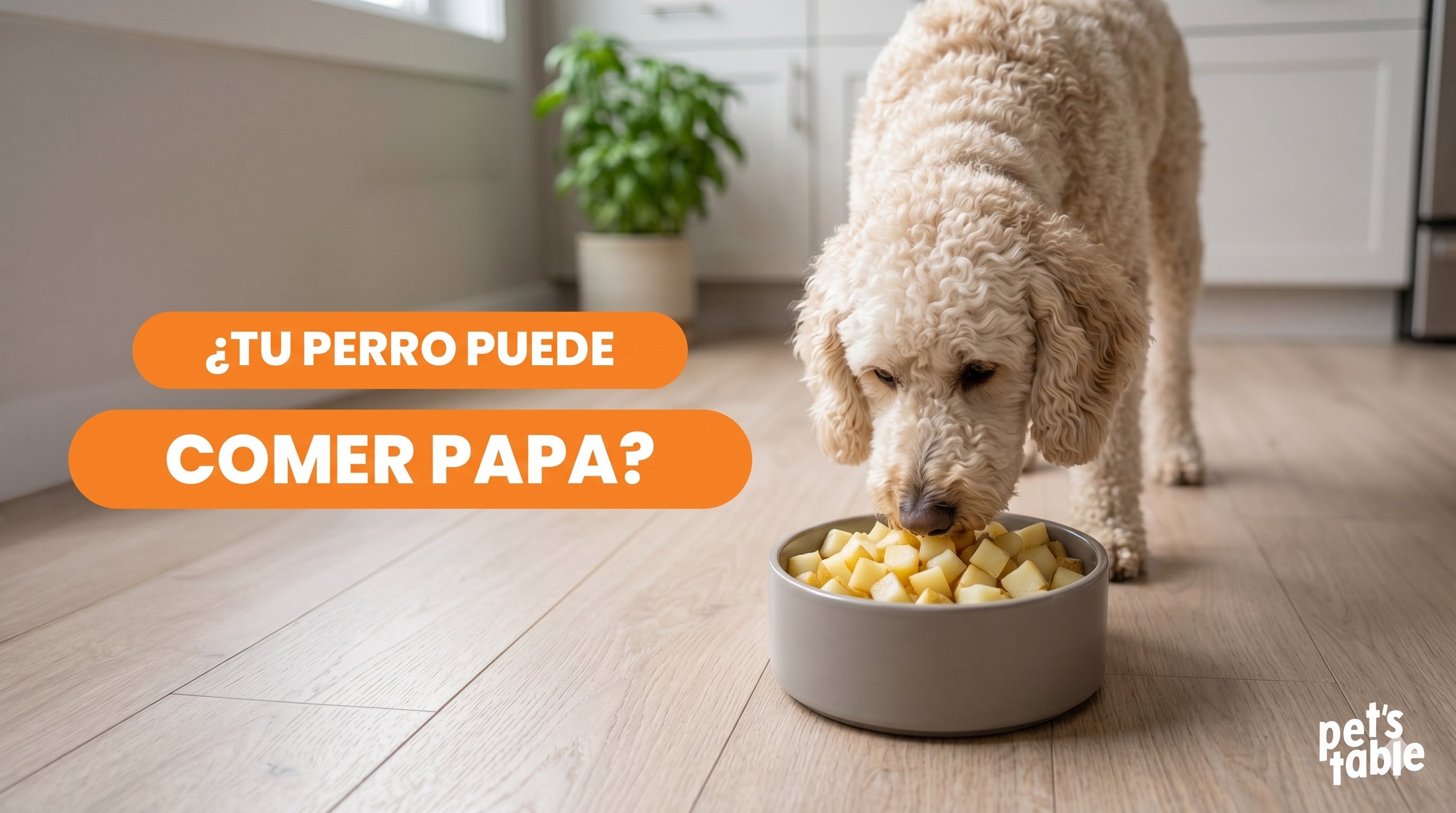 ¿Los perros pueden comer papa? Descubre todo lo que debes saber sobre este alimento - Pet's Table
