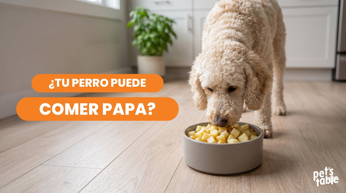 ¿Los perros pueden comer papa? Descubre todo lo que debes saber sobre este alimento - Pet's Table