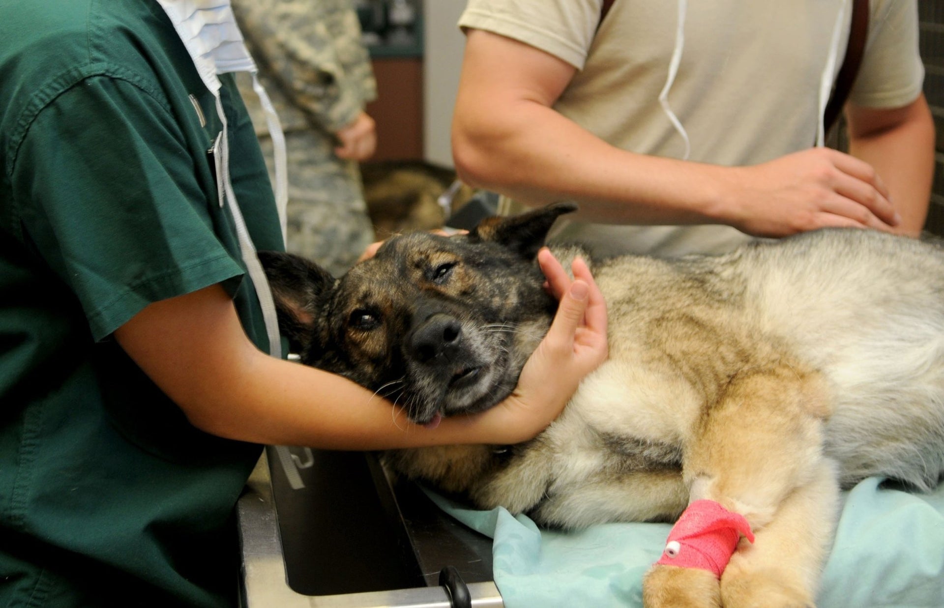 cuanto cuesta una visita al veterinario de emergencia para un perro