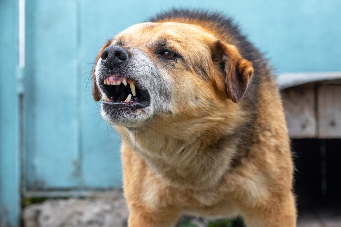 rabia en perros: Descubre cómo evitar y combatir esta enfermedad efectivamente - Pet's Table