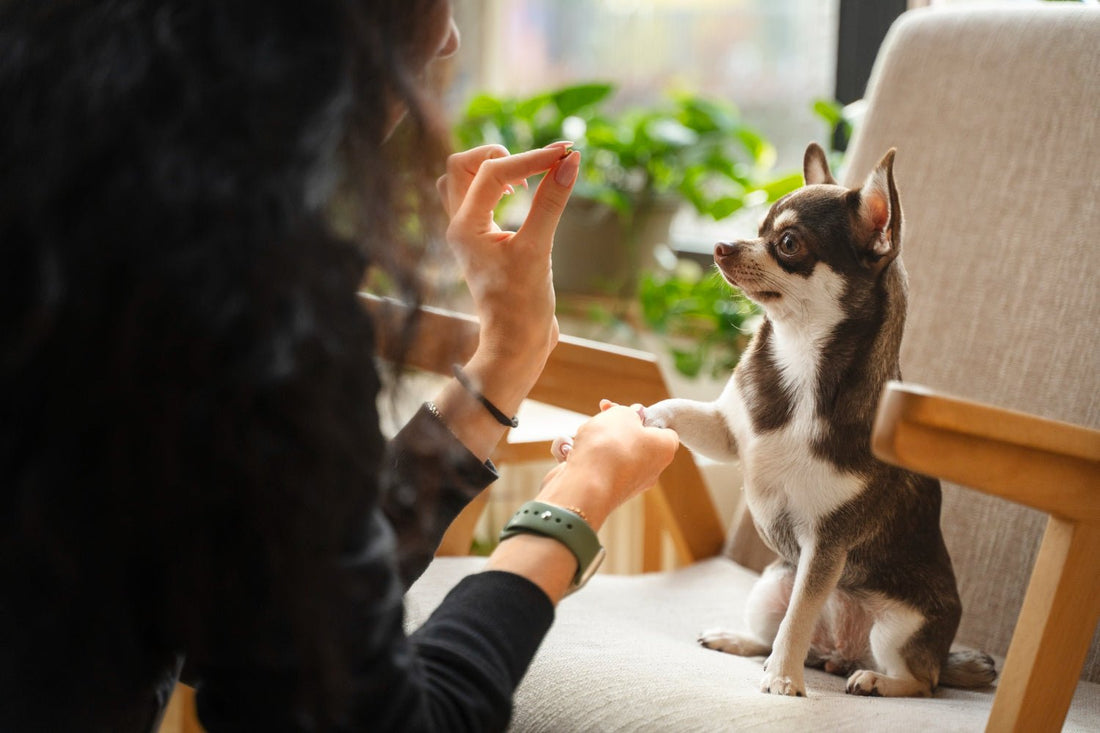 ¿Los perros pueden comer sal? Todo lo que debes saber - Pet's Table