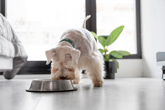 Alimentos Naturales vs. Comida Procesada para Perros - Pets Table