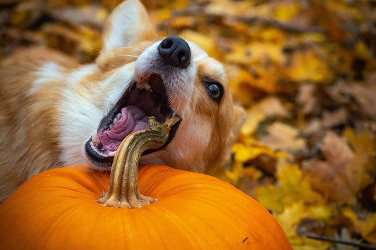 Descubre los beneficios de la calabaza en la dieta de tu peludo - Pets Table