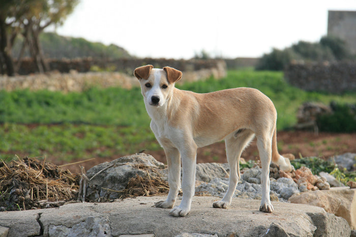 Perro Criollo: Todo Sobre su Historia, Cualidades y Cuidados