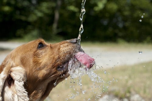 <strong>¿Por qué se deshidratan los perros y no nos damos cuenta?</strong> - Pets Table