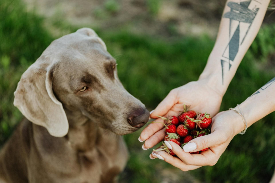 Todo sobre las fresas y tu peludo: ¿son realmente seguras? - Pets Table