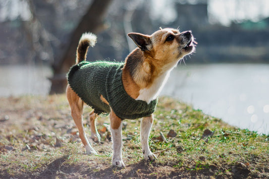 Descifrando el Lenguaje Canino: El Significado de los Ladridos - Pets Table