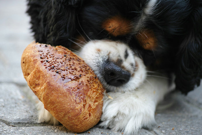 ¿Es seguro dar pan a los peludos? beneficios y precauciones - Pets Table